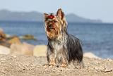 YORKSHIRE TERRIER 314